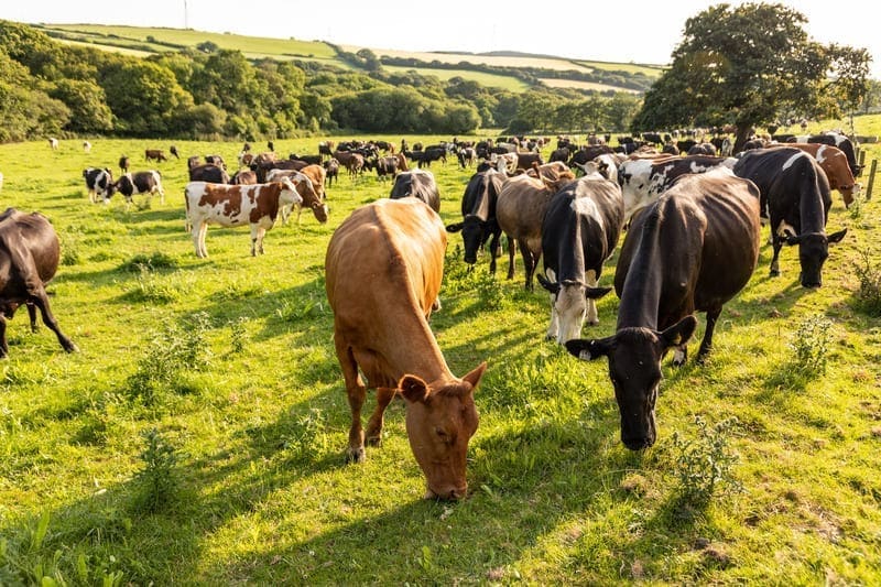 brown swiss cow grazing the field