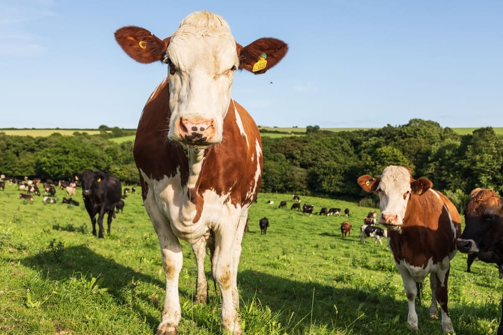 picture of brown and white dairy cows on a cornish field