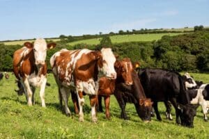 Ayrshire cow on a green field