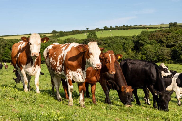 Ayrshire cow on a green field