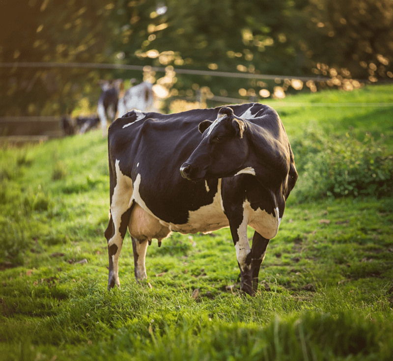 Holstein Cow looking to the side on a field
