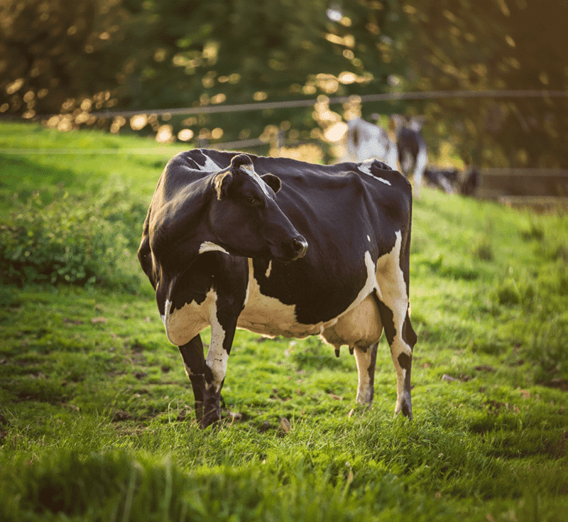 Meet Our Cows - Trewithen Dairy