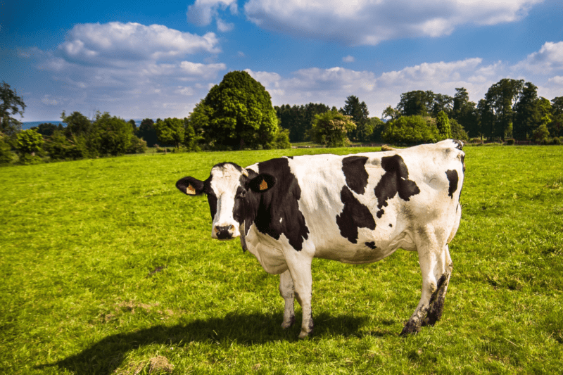 Benefits Of Dairy Milk