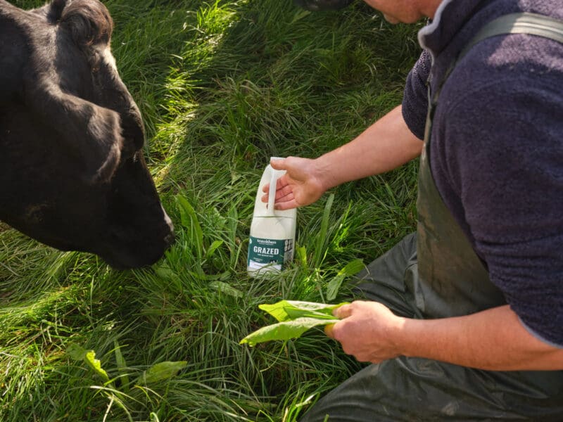 Trewithen Grazed Farmer Cow Field