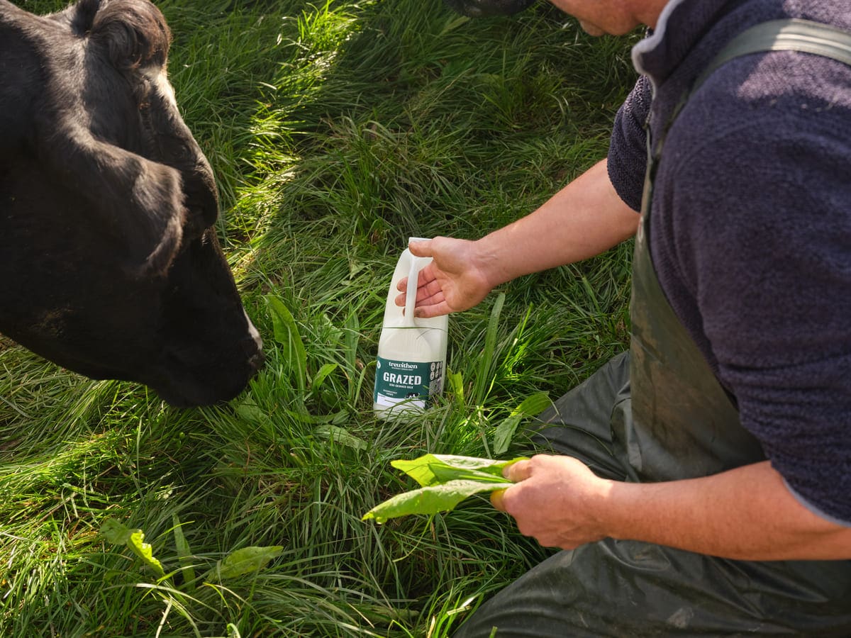Trewithen Grazed Farmer Cow Field
